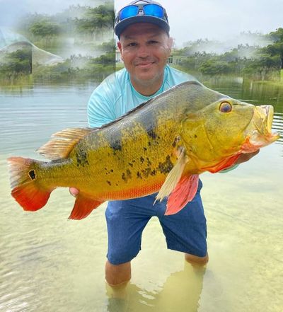 Peacock Bass Fishing Florida - Captain Justin Nguyen