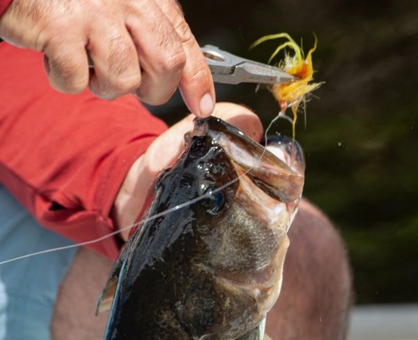 Justin Nguyen - Florida Peacock Bass Fishing Guide