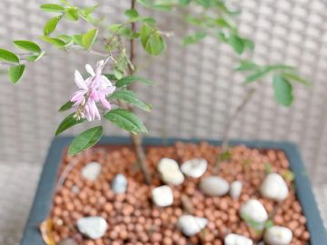 A small potted plant with pink flowers and scattered white stones.