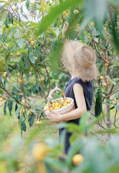 Person in a hat picking fruit in an orchard.