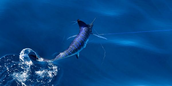 Steve Pazol CEO advisor Pangero