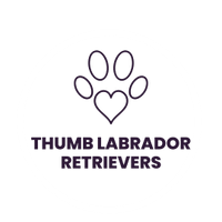 THUMB LABRADOR RETRIEVERS