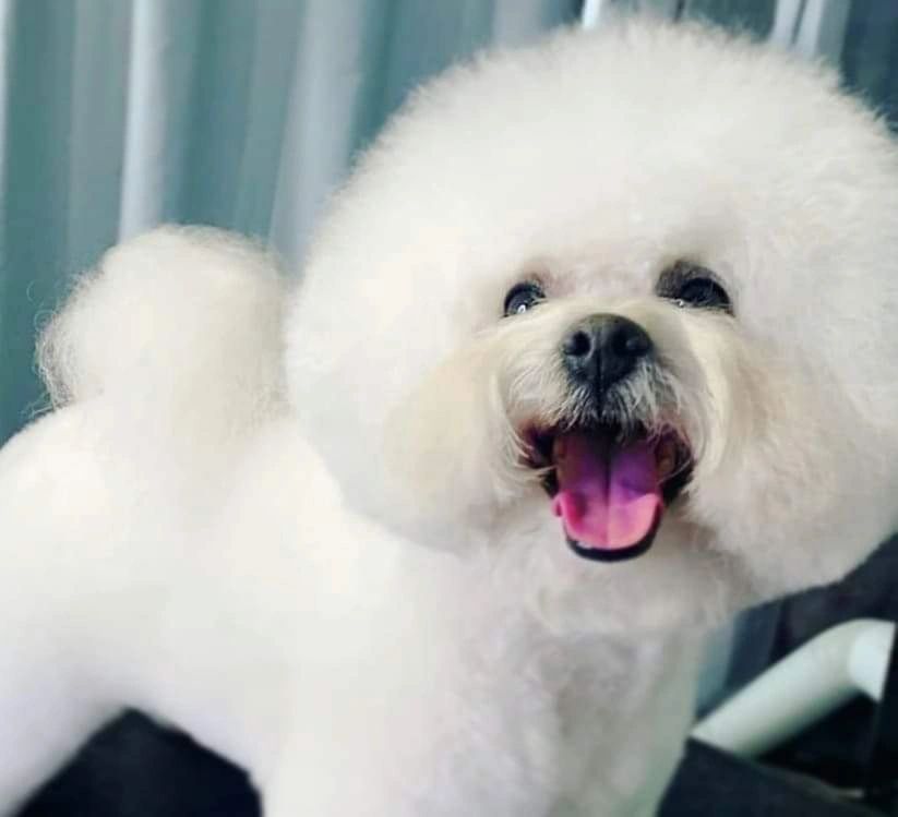 The Posh Pooch Daycare Spa Training Pet Sitting and Walking