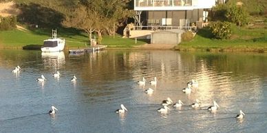 Pelicans on the River Murray