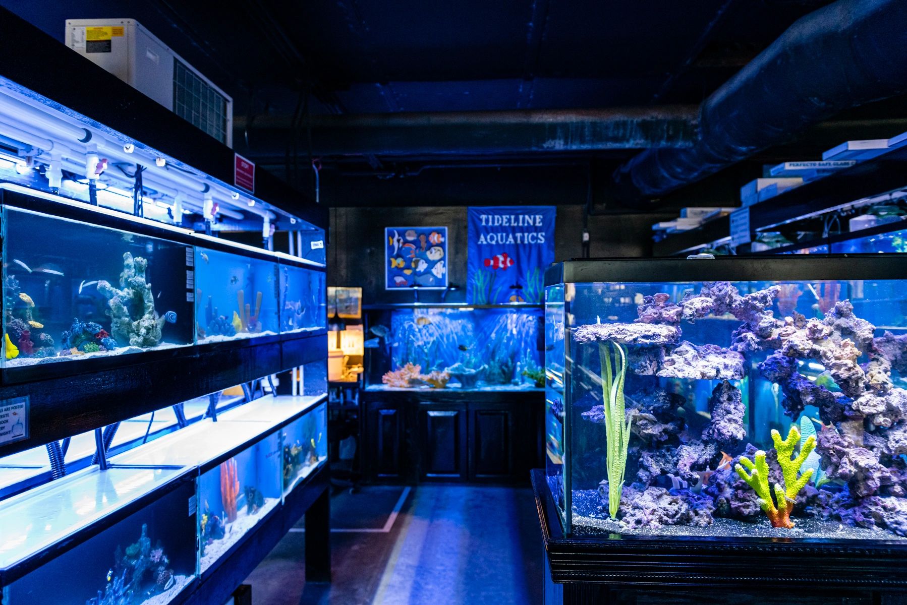 Aquatics store best sale