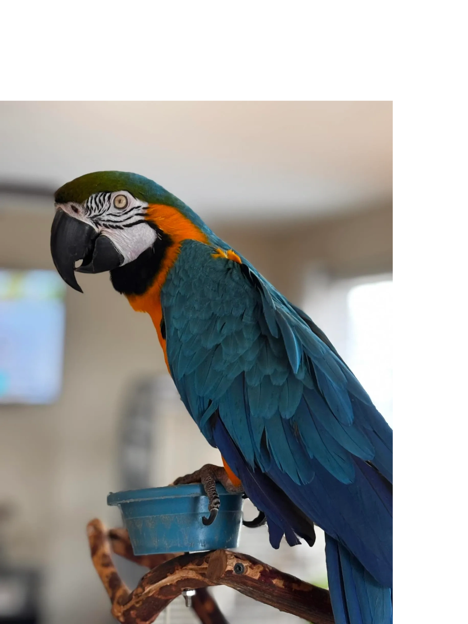 "AO"  - where it all began