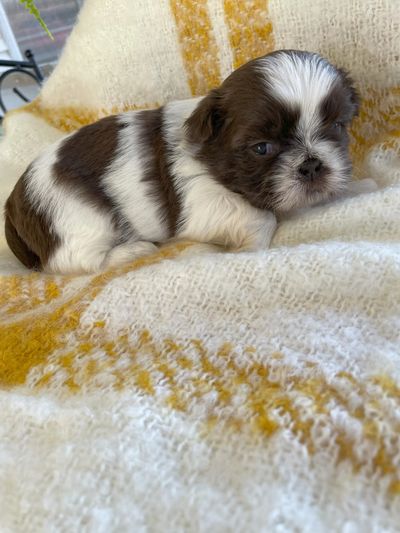 Young Shih Tzu Puppy.