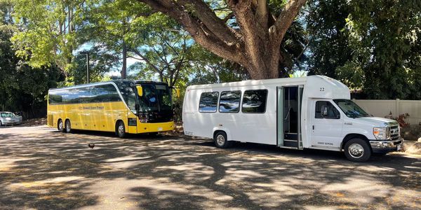 Two buses parked under large leafy trees on a sunny day.