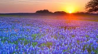 Amazing Texas RV Resort and Campground L.L.C.