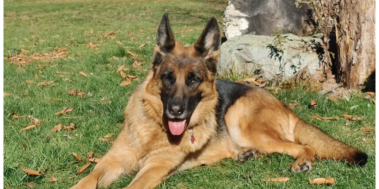 When you choose Graceland Farm, you're not just acquiring a German Shepherd Puppy