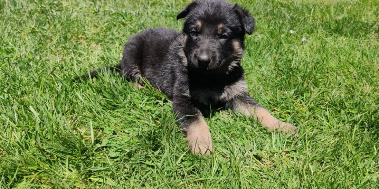 Expert German Shepherd Puppy Breeder in Massachusett