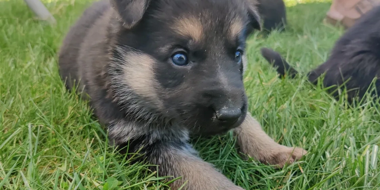 Expert German Shepherd Puppy Breeder in New Jersey