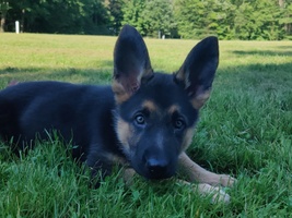 GraceLand Farm German Shepherd Dogs