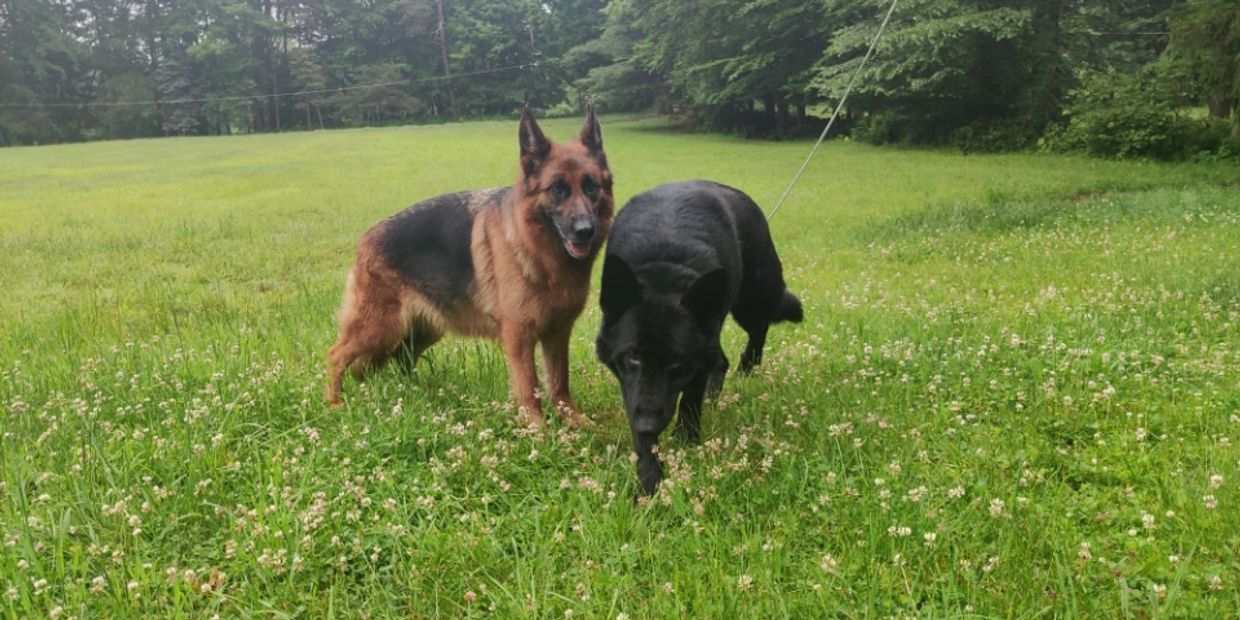 Experienced Breeders Here at Graceland Farm, we have been breeding German Shepherds for years