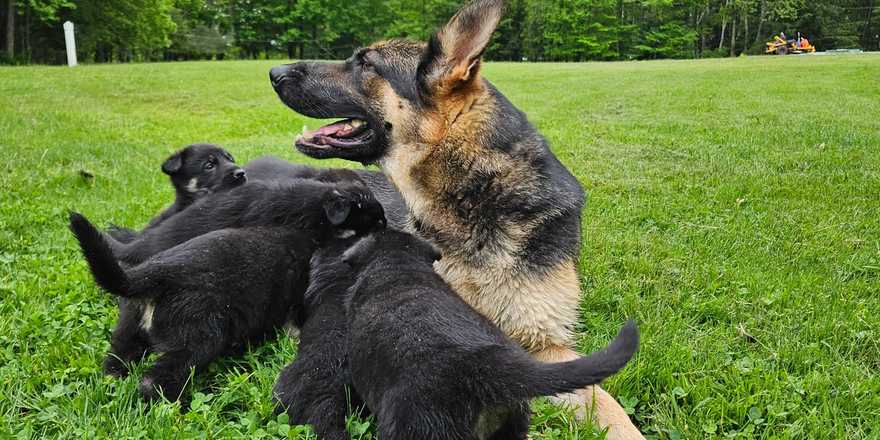 Aspen is one of our black and tan females who tends to be more reserved. Regardless of this