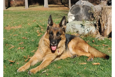 Welcome to GraceLand Farm German Shepherd Dog Puppies