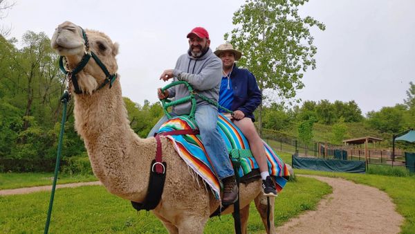 Two men happily riding a camel outdoors on a colorful blanket.