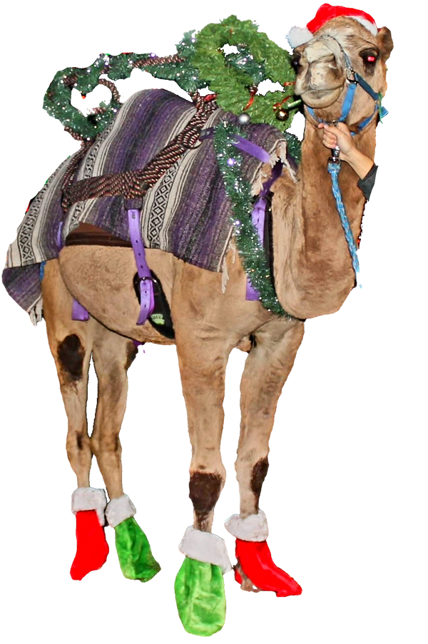Camel