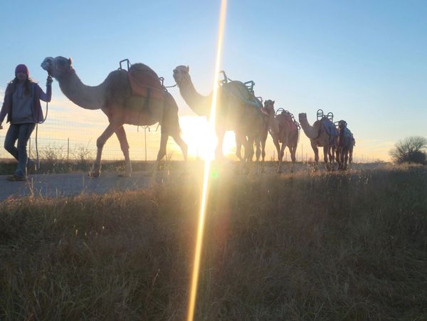 The Crazy Camel Lady leading a string of 8 camels at sunset