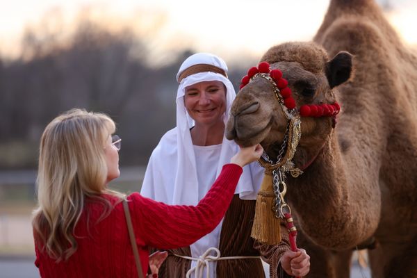 A woman in red feeds a camel held by a person in traditional attire.