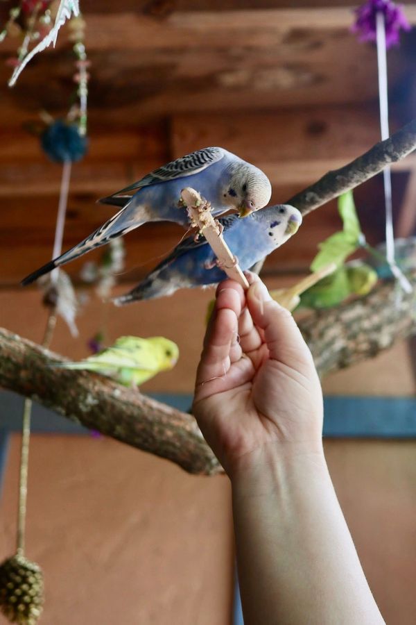Parakeets eating from a stick in a persons hand