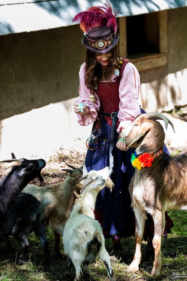 Guest feeding goats at the petting zoo