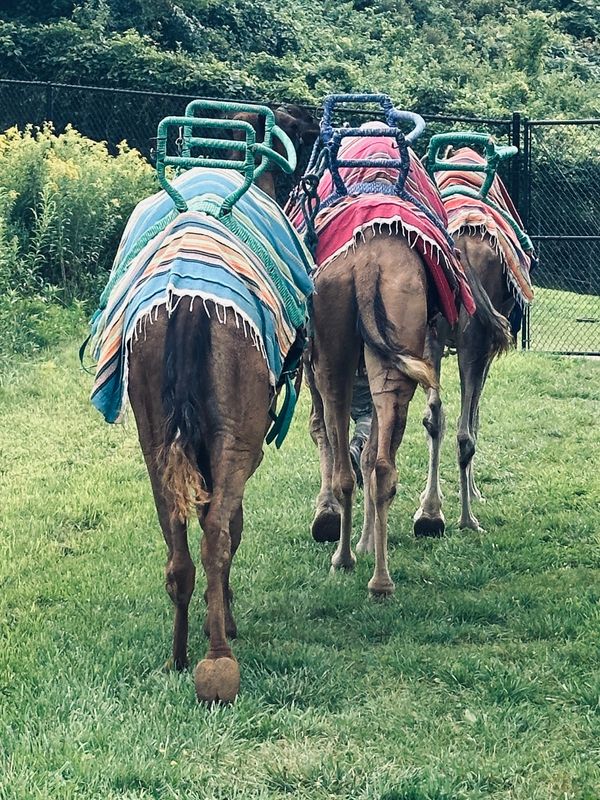 End of the day for the camels.