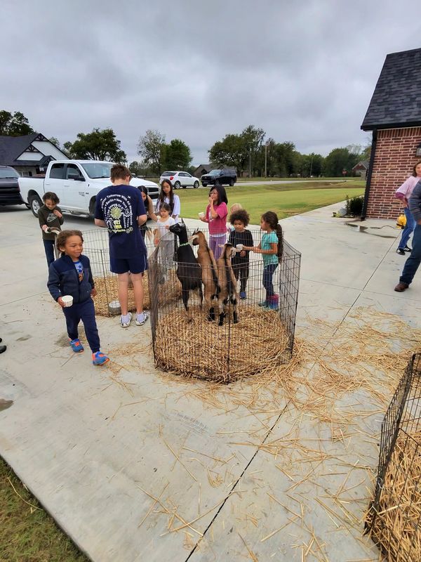 Birthday petting zoo