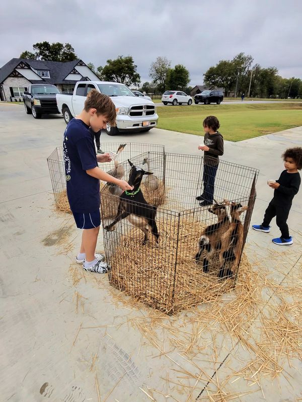 Birthday petting zoo