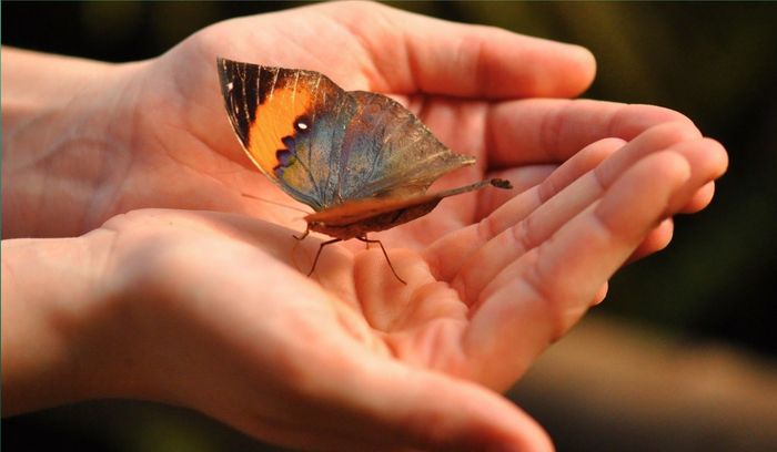 A colorful butterfly rests gently on a pair of cupped hands.