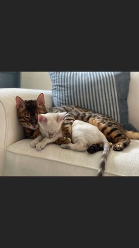 Kitten buyer kate added a lynx to their family.  Less than 24 hours later and they became friends. 