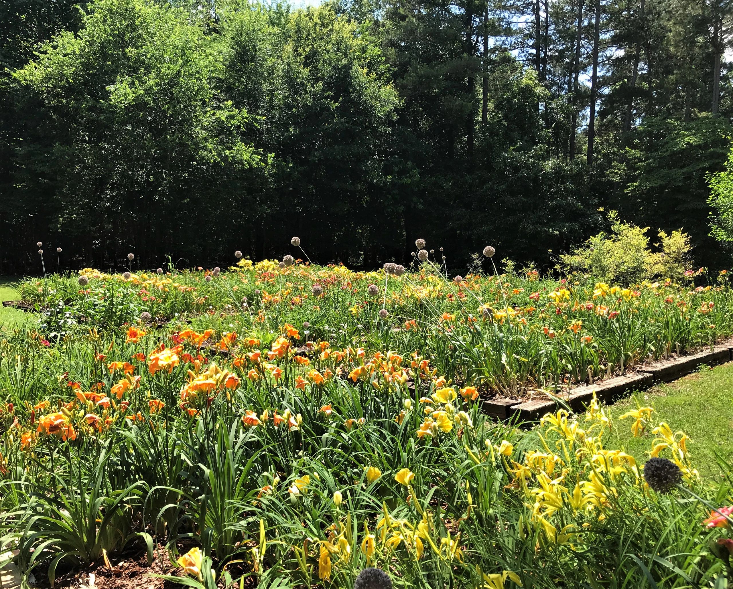 Daylilies