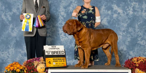 CH Blue Diamonds Grizzly at Big Dog Bordeaux