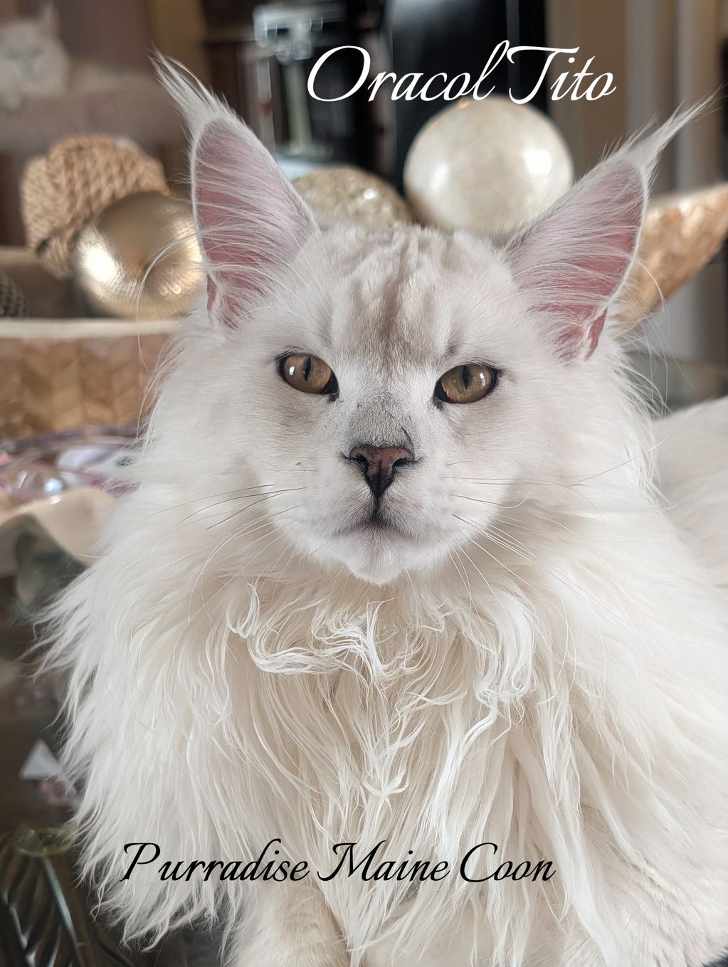 Close-up of a majestic white Maine Coon cat named Oracol Tito.