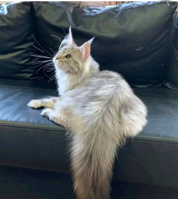 Purradise Maine Coons Maine Coons, Cats, Pets