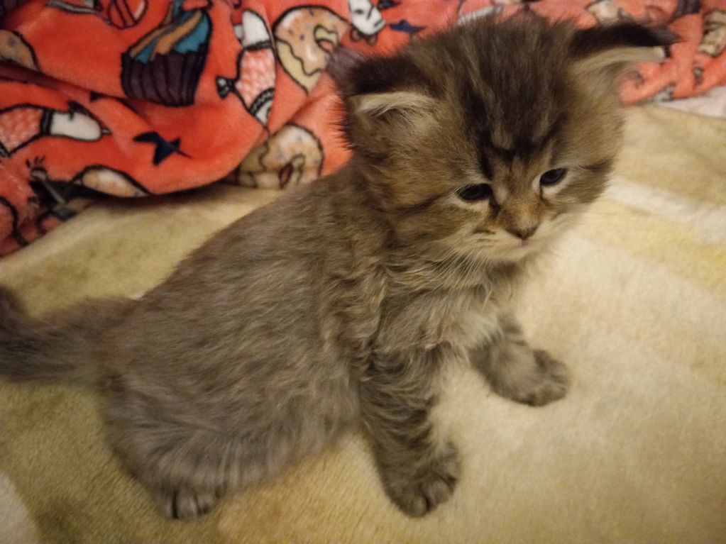 Fluffy gray kitten sitting on a beige blanket beside a colorful fabric.