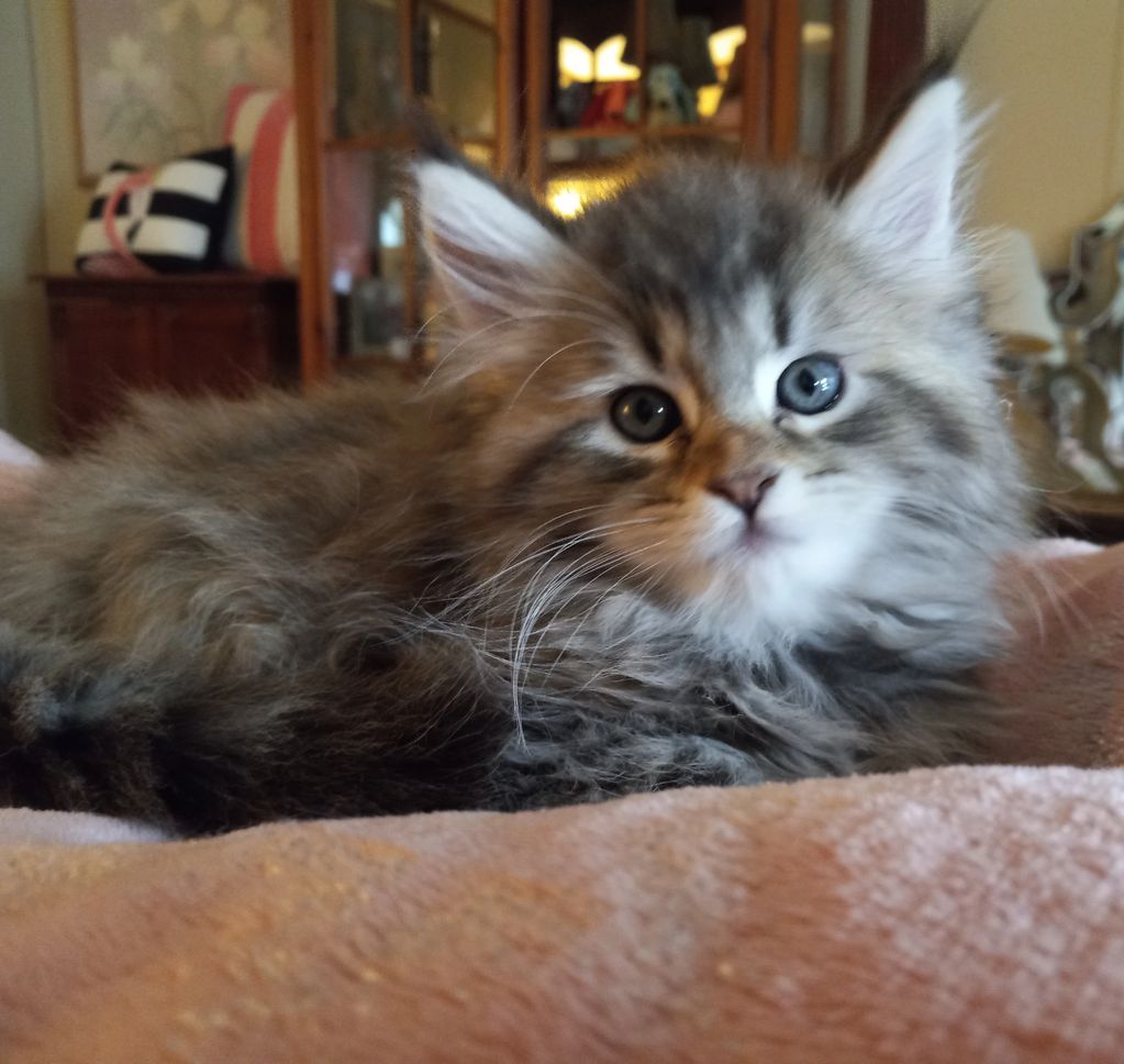 Fluffy kitten with heterochromia lying on a soft blanket.