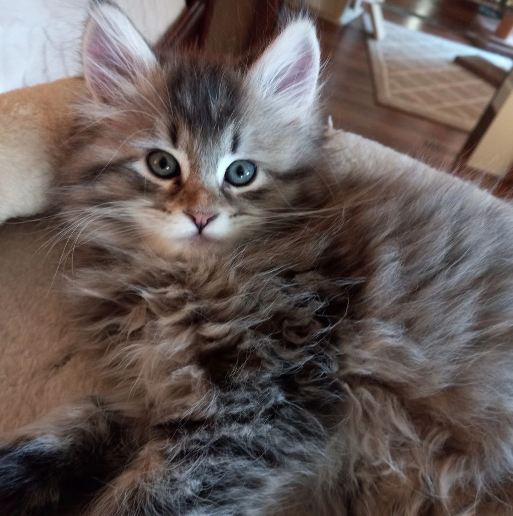 Fluffy gray kitten with bright eyes lying down.