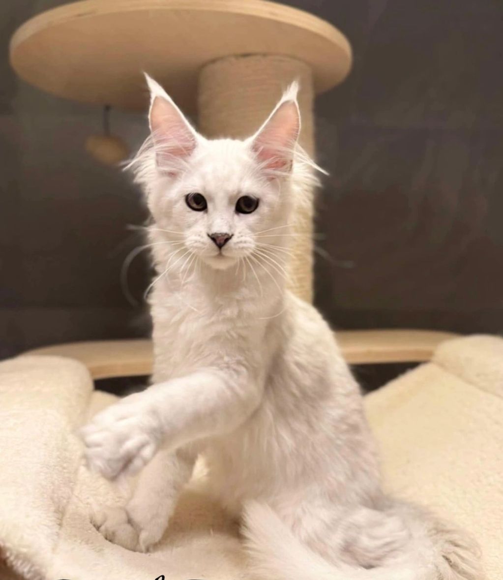 A white Maine Coon kitten with large ears and fluffy fur sits with one paw raised.