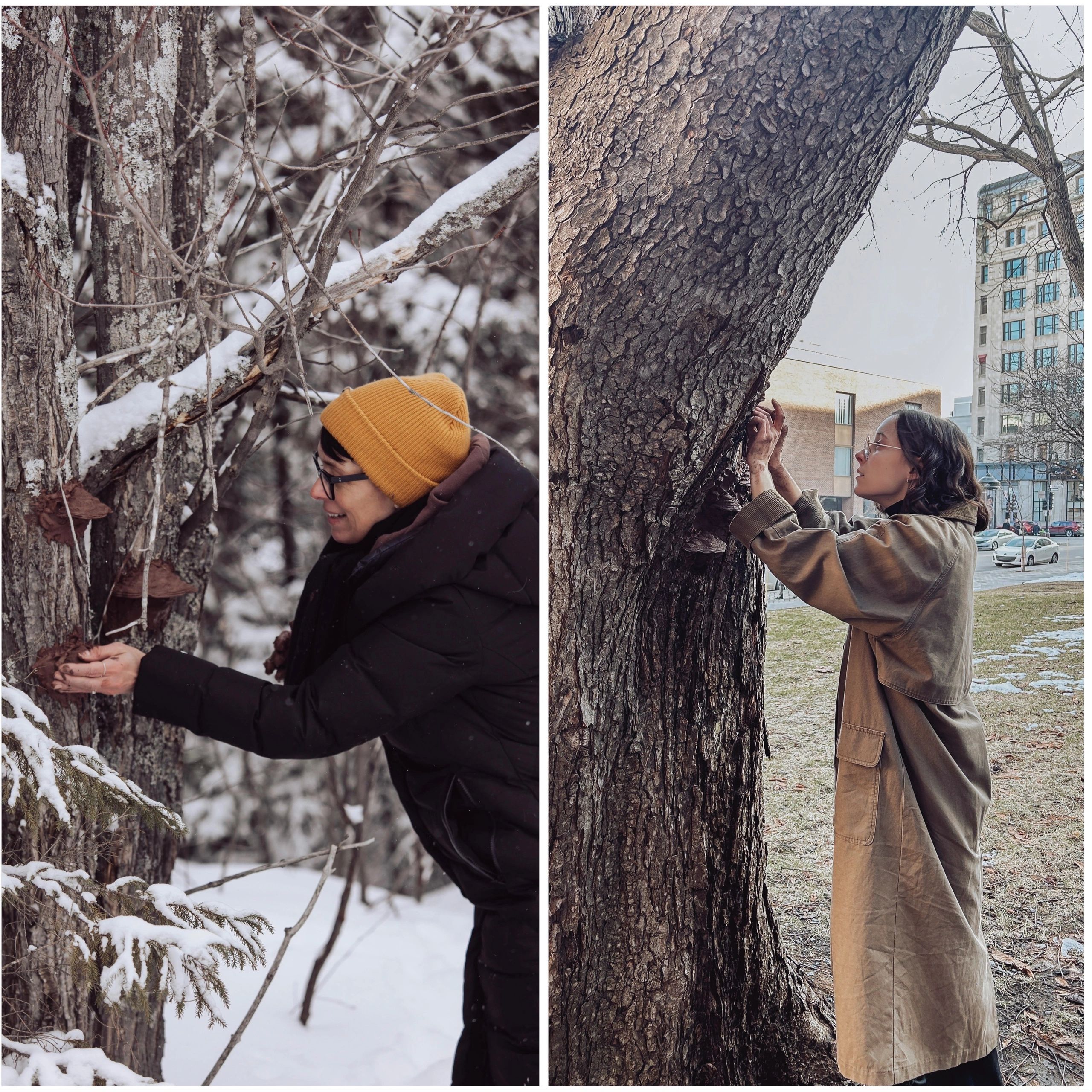 Two people examining tree trunks in winter and urban settings.