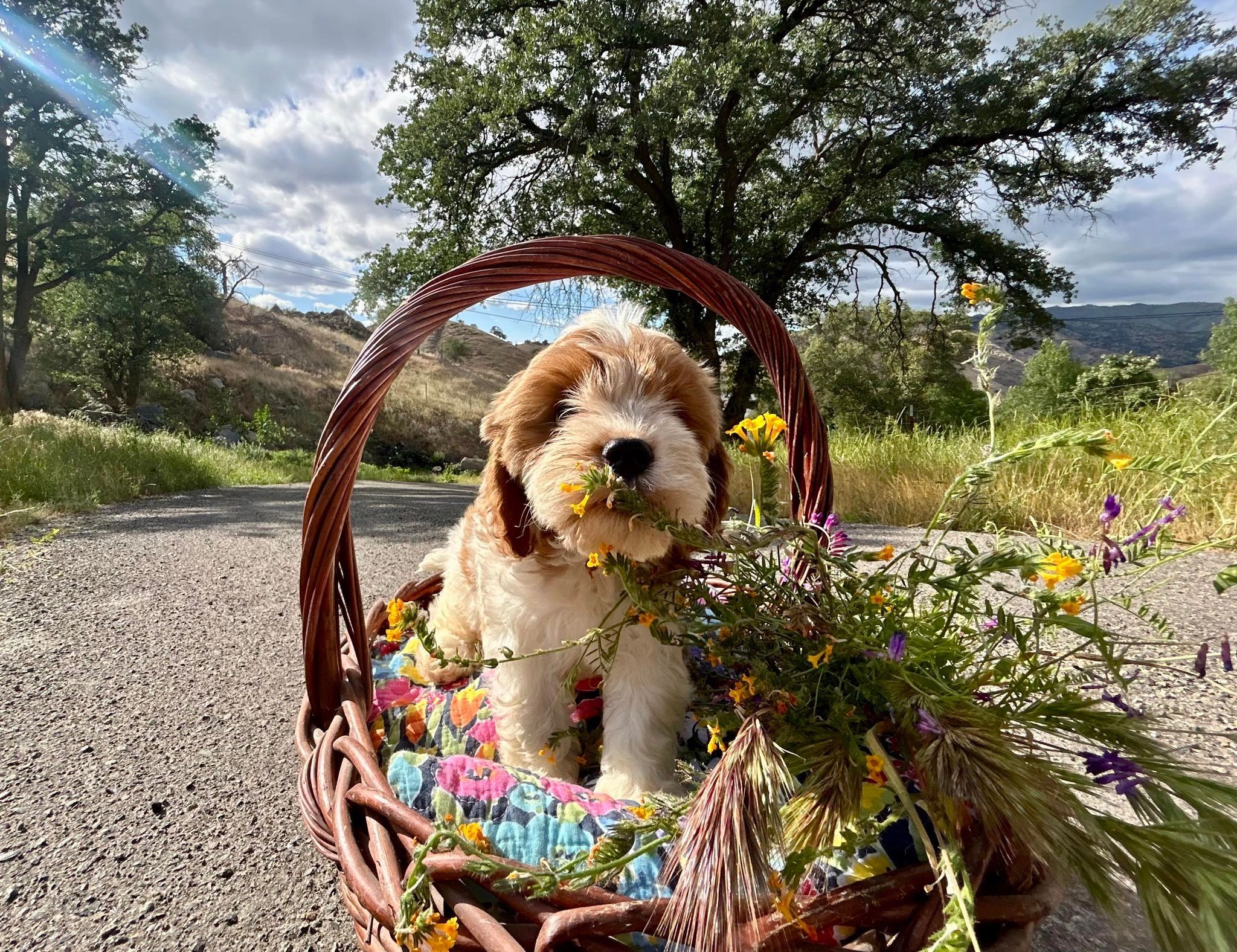 Cavapoo King
