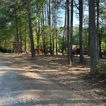 Forest trail with wooden cabins among tall pine trees.