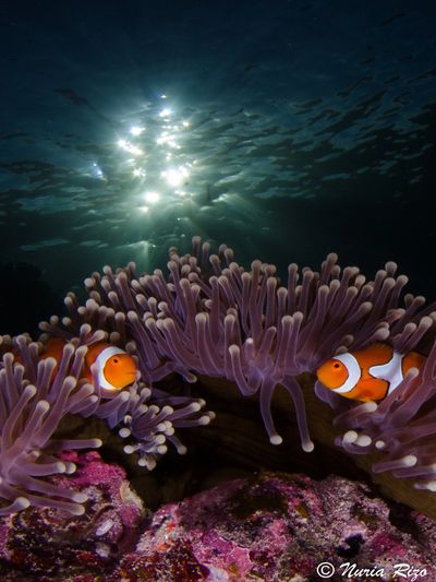 Papua New Guinea Diving