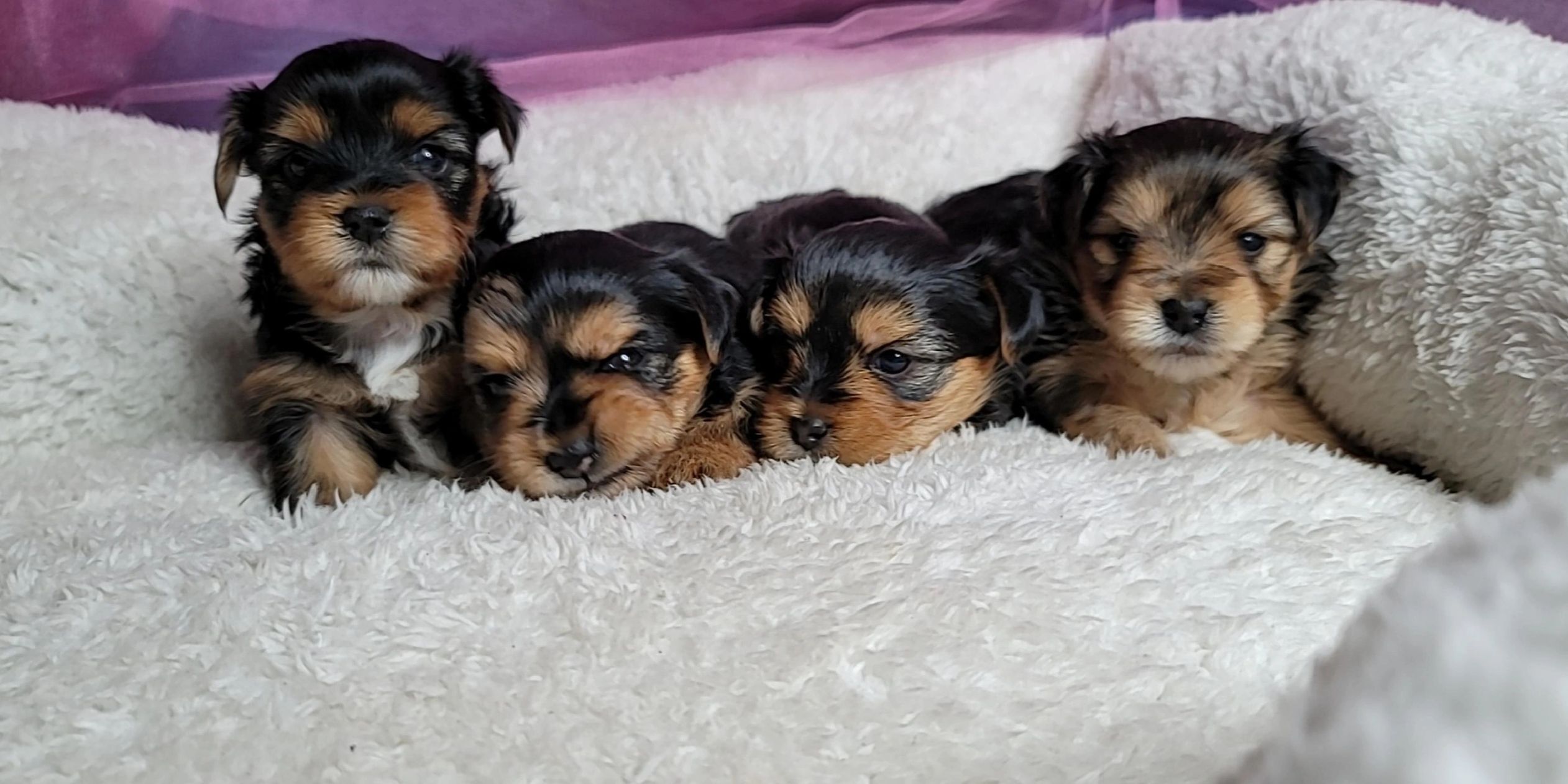 Yorkshire Terrier pups sweet yorkie babies searching for you yorkie male &  female pups available