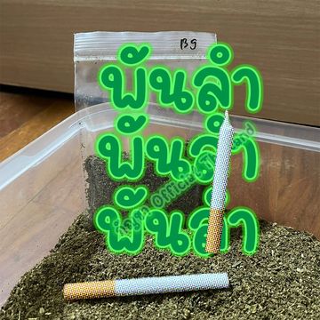 พันหางเสือ