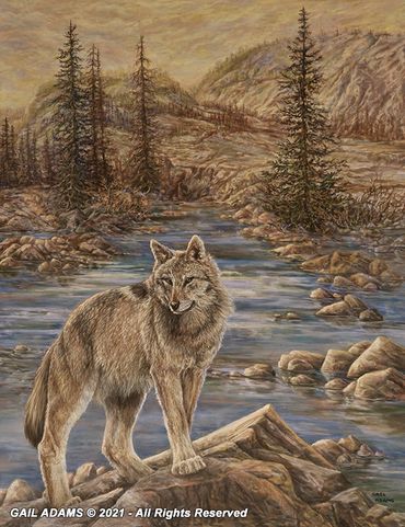 Lone Green/brown wolf by a stream in a mountain area.