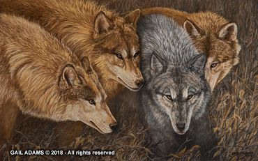 Four Wolves with intense stares - one silver and 3 brown