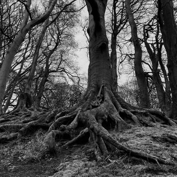 Black and white photo of a tree with large, exposed roots in a forest.