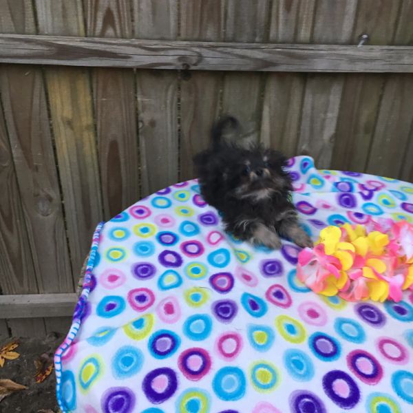 Pomapoo