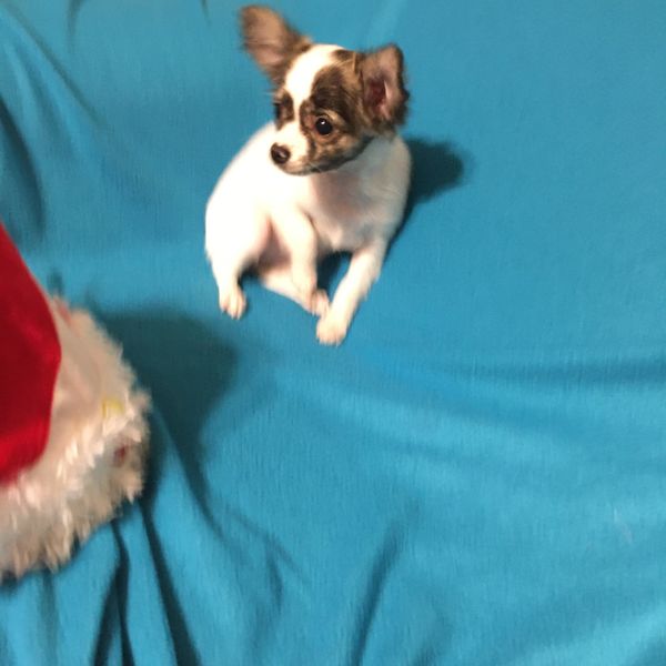 Chihuahuas 